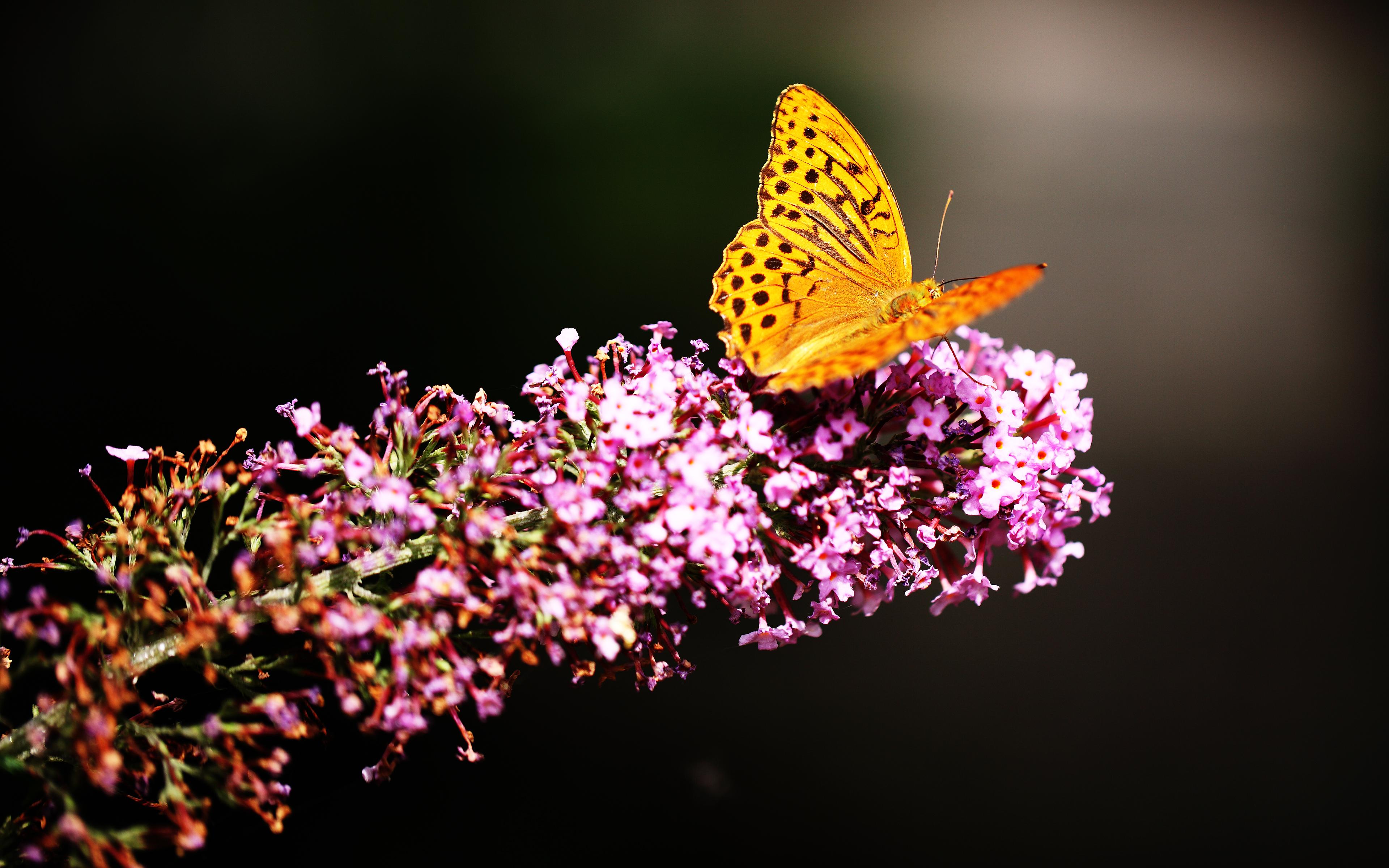 3840x2400 Fritillaries Wallpaper 4K, Butterfly, Yellow, Pink flowers, Selective Focus, Animals