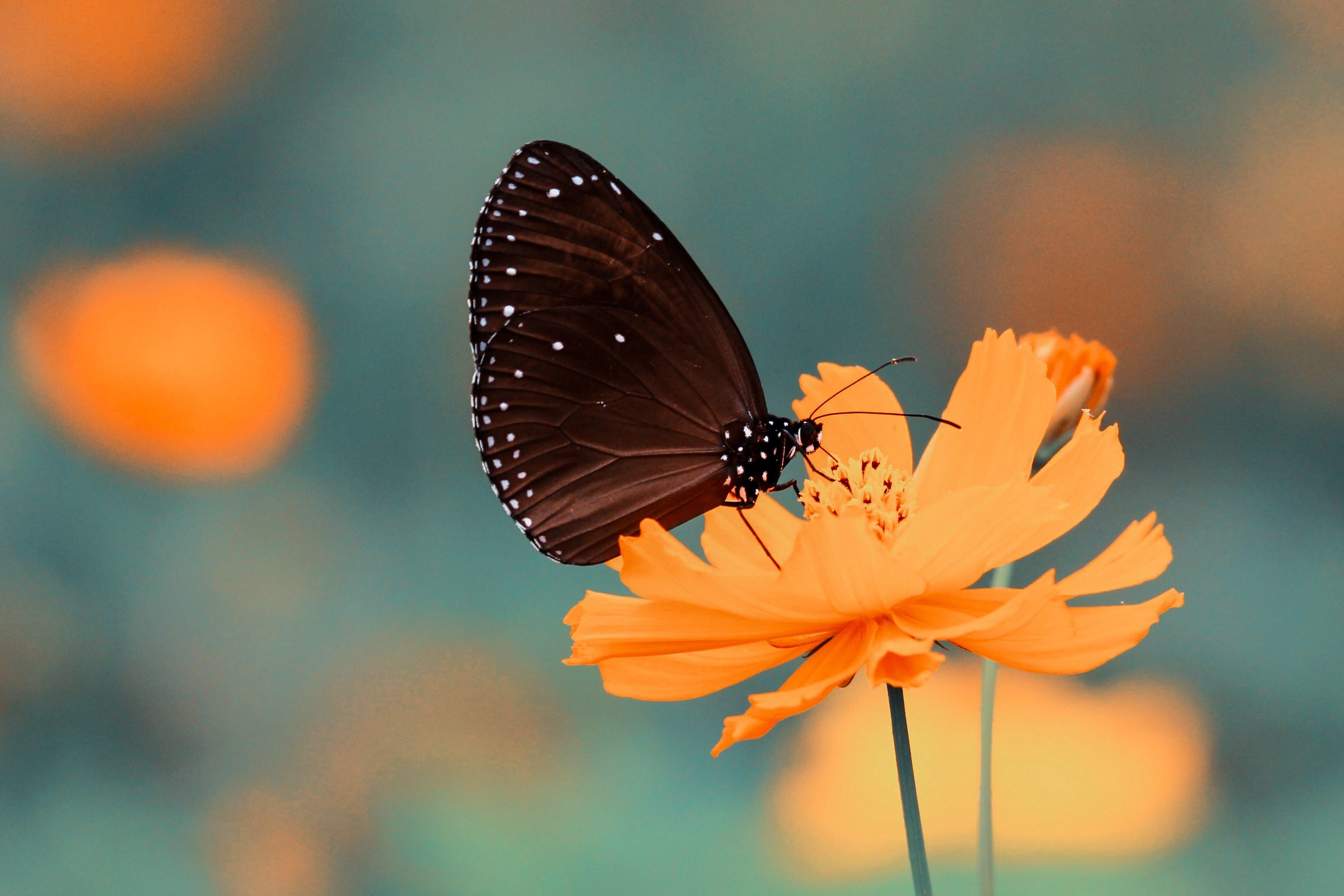 3705x2470 Wallpaper / a black butterfly on a bright orange flower, black butterfly contrast 4k wallpaper