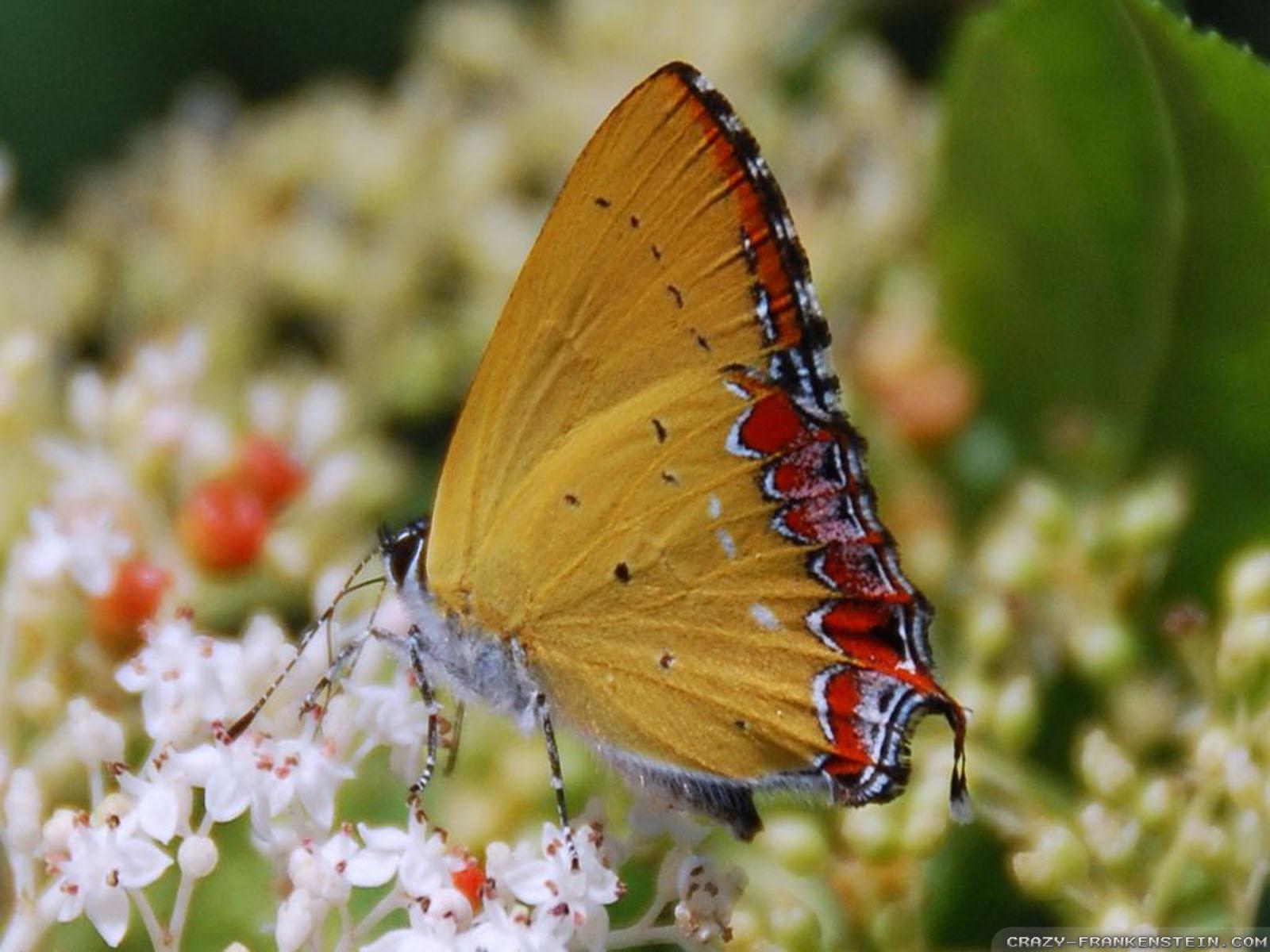 1600x1200 Flowers and Butterflies wallpaper