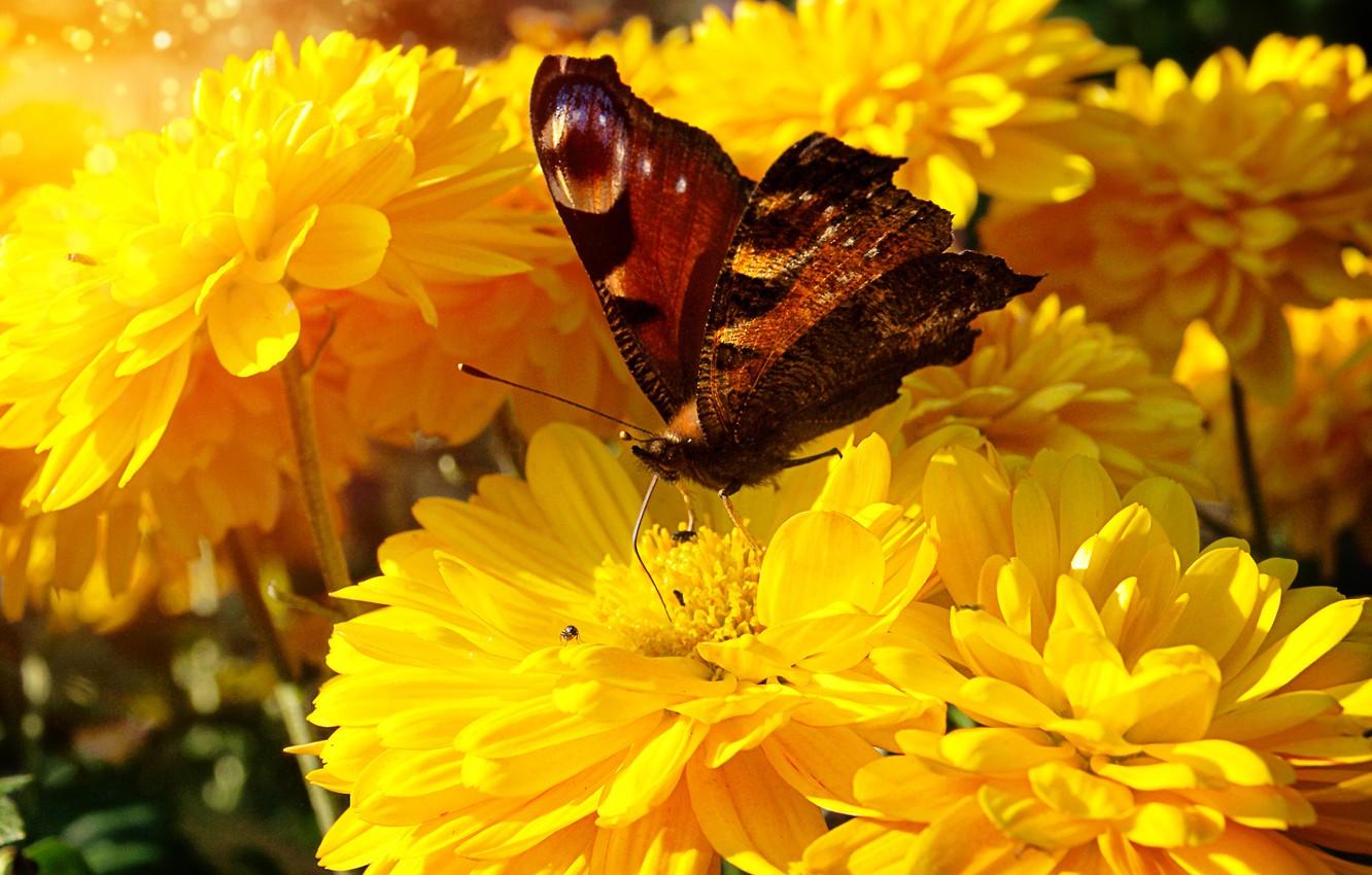 1332x850 Wallpaper summer, macro, flowers, butterfly, yellow, garden, insect, bright, dahlias image for desktop, section макро
