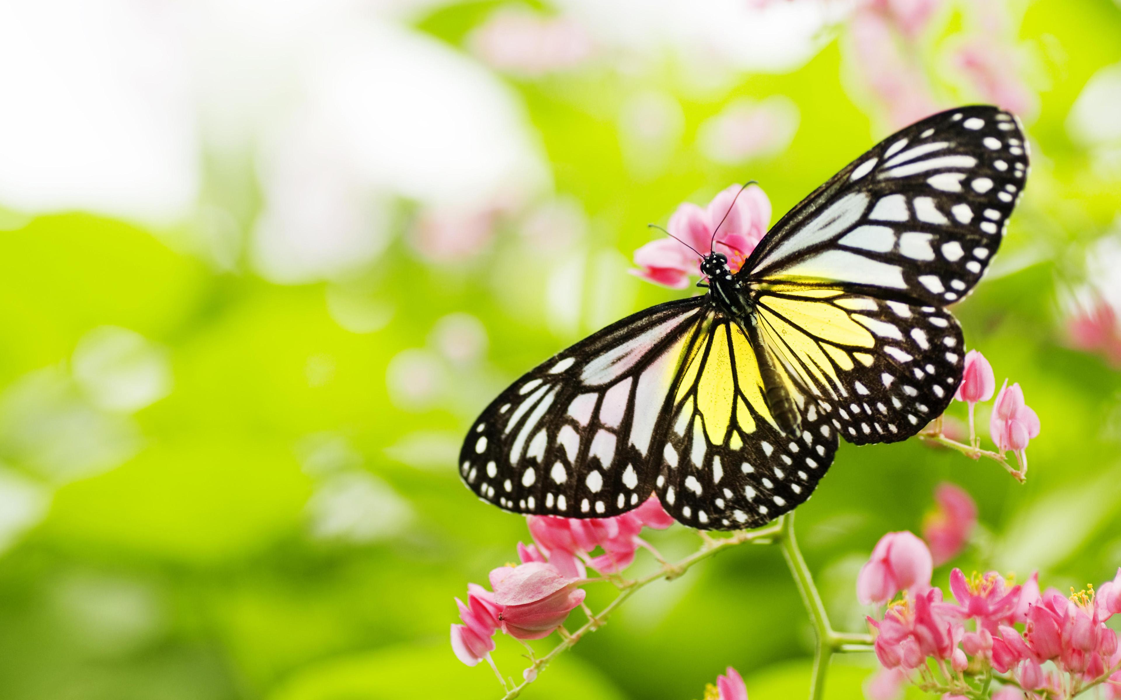 3840x2400 Yellow White And Black Butterfly