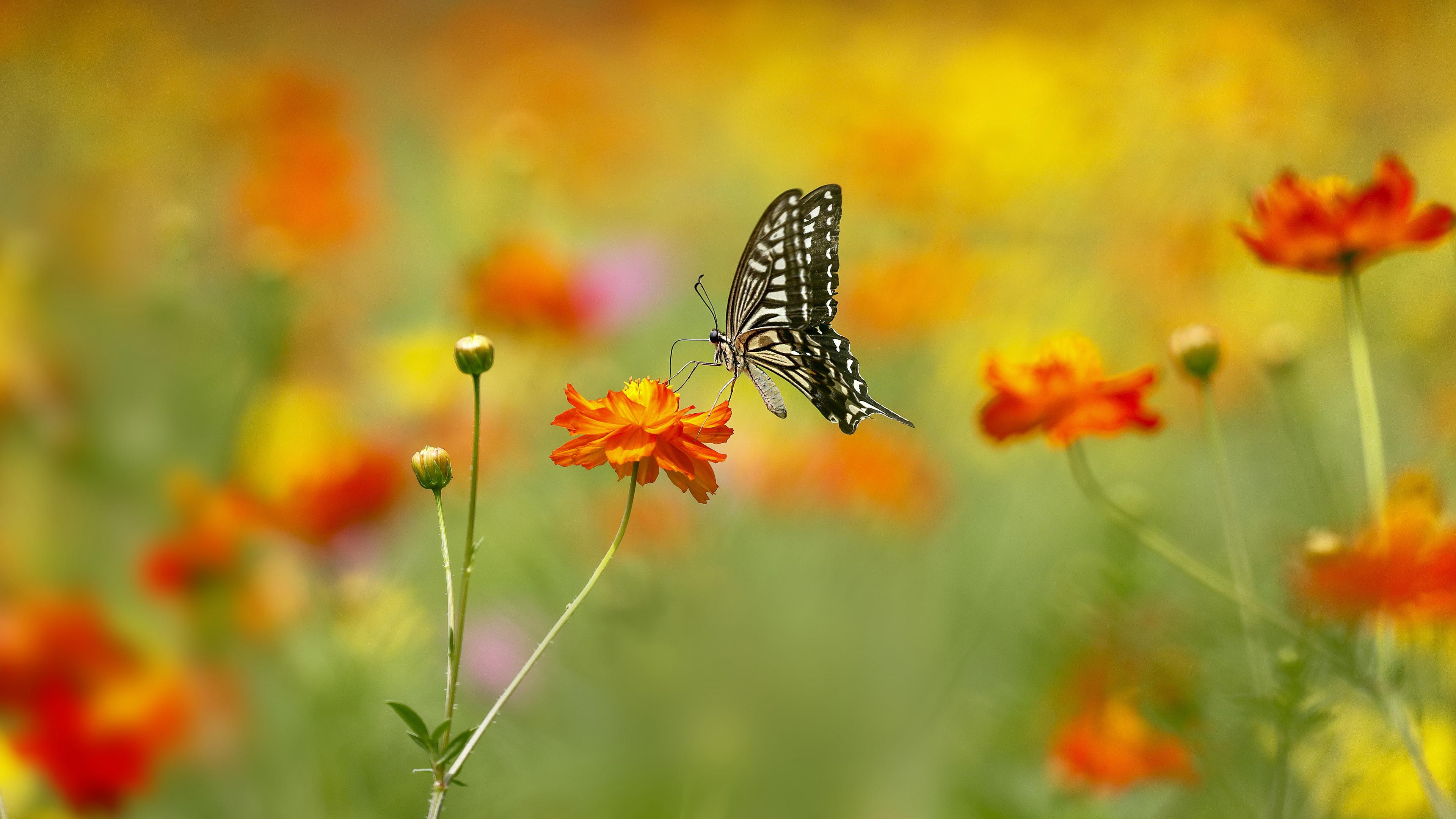 Yellow Butterfly Desktop Wallpapers Top Free Yellow Butterfly Desktop