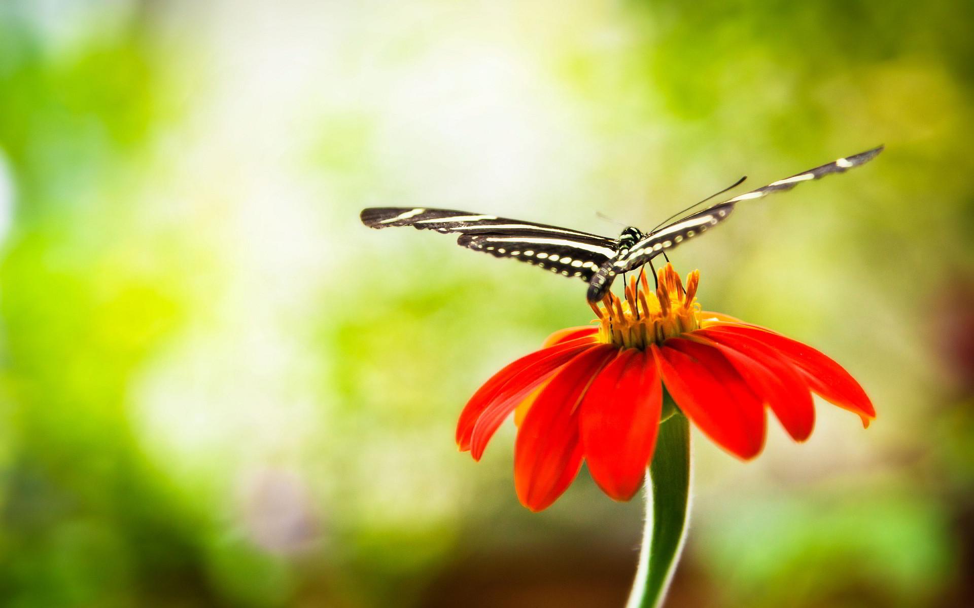 1920x1200 Butterfly Wallpaper