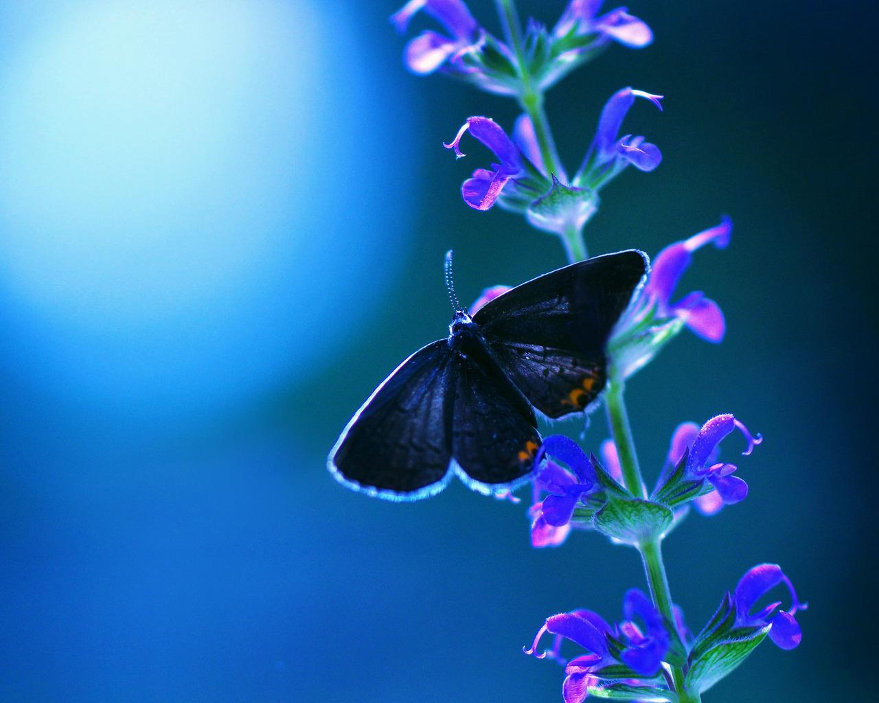 1280x1024 Butterfly Flower 1280x1024 Resolution HD 4k Wallpaper, Image, Background, Photo and Picture