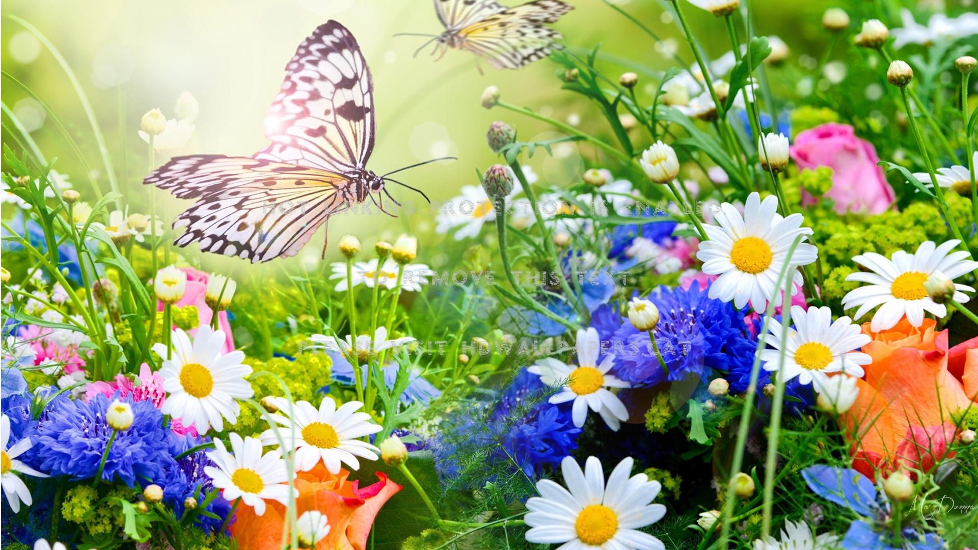 1920x1080 bright garden flowers colorful butterfly