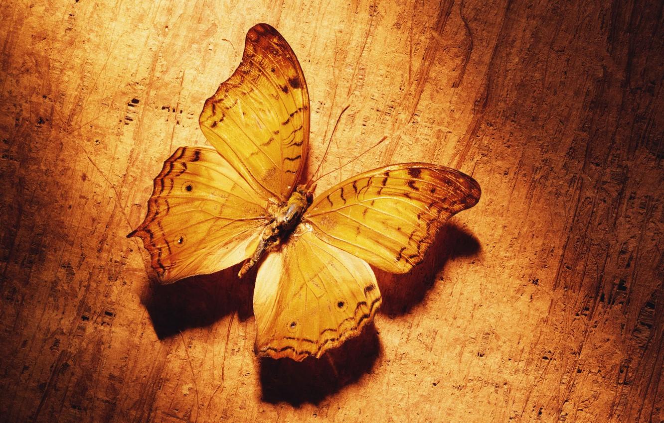 1332x850 Wallpaper yellow, Butterfly image for desktop, section животные