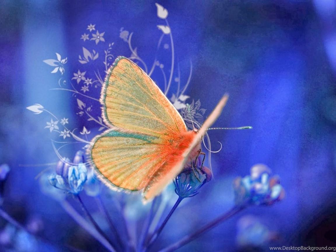 Yellow Butterfly Desktop Wallpapers Top Free Yellow Butterfly Desktop