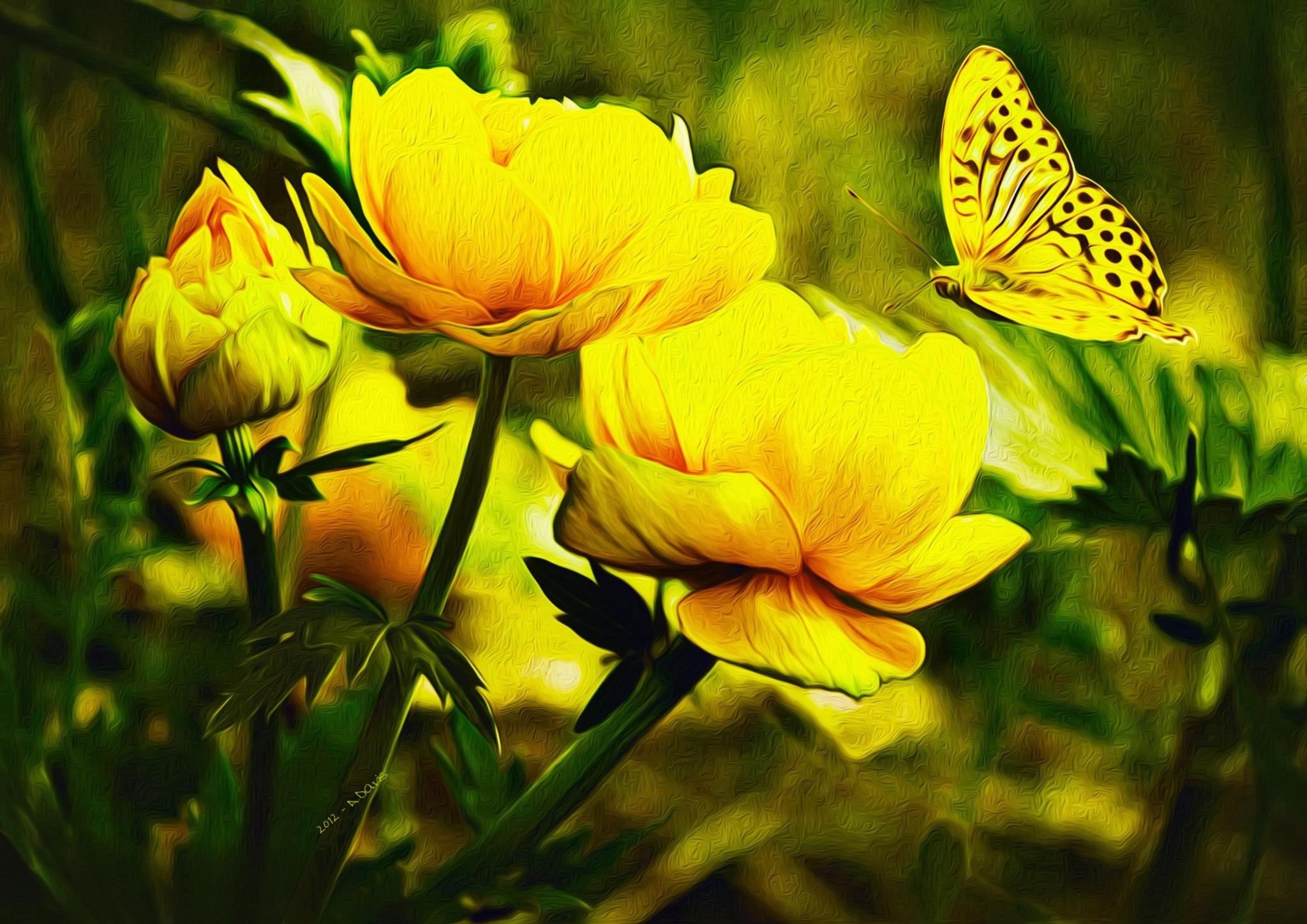 2048x1448 butterfly wallpaper desktop background. Mocah HD Wallpaper
