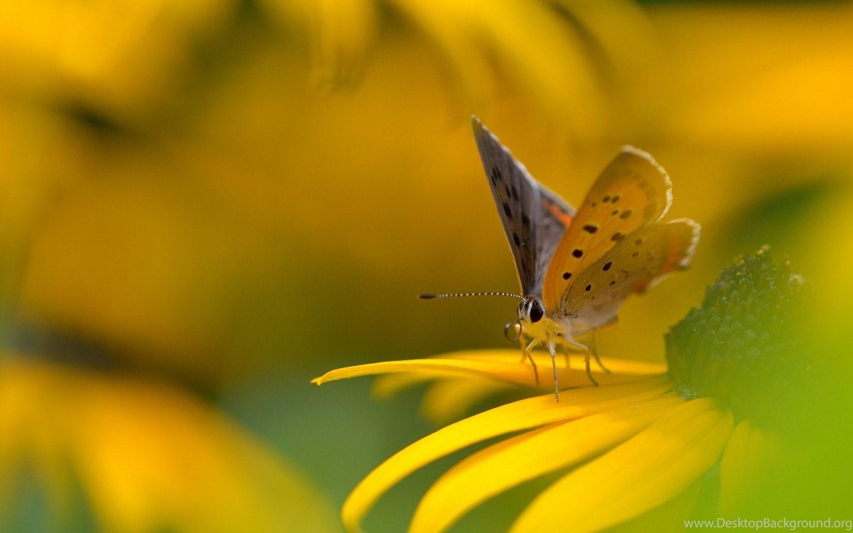 1680x1050 Flower yellow butterfly wallpaper 1680x1050 (1) Magic4Walls.com Desktop Background