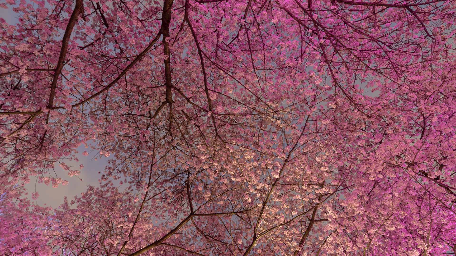 1920x1080 Pink and white beauties