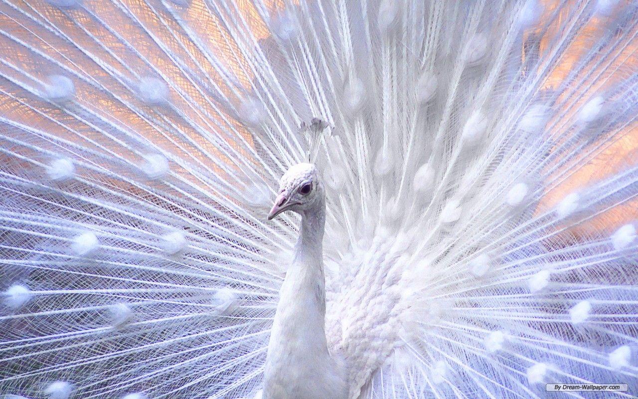 1280x800 Free Animal Wallpaper Exquisite Picture Wallpaper {resolution} Wallpaper {index Name}. White Peacock, Beautiful Birds, Animal Wallpaper
