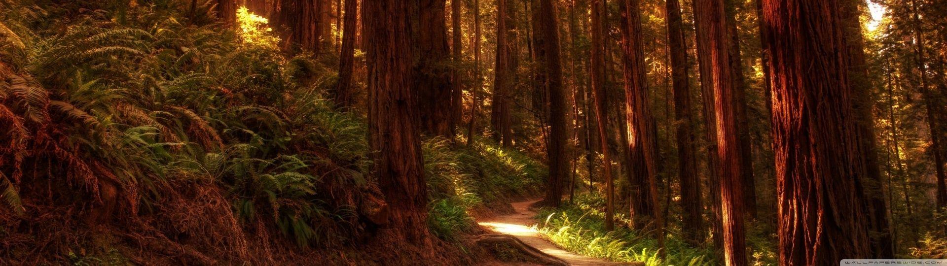 1920x540 Redwood Forest Wallpaper Widescreen
