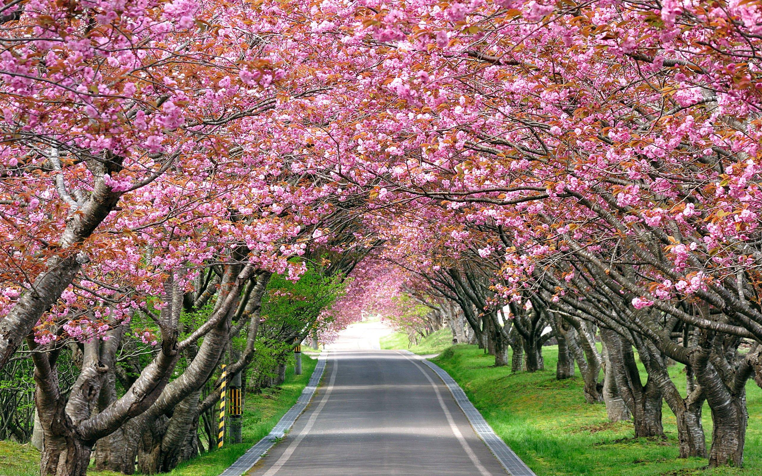 2560x1600 Walkway landscape lane road blossoms flowers pink wallpaperx1600
