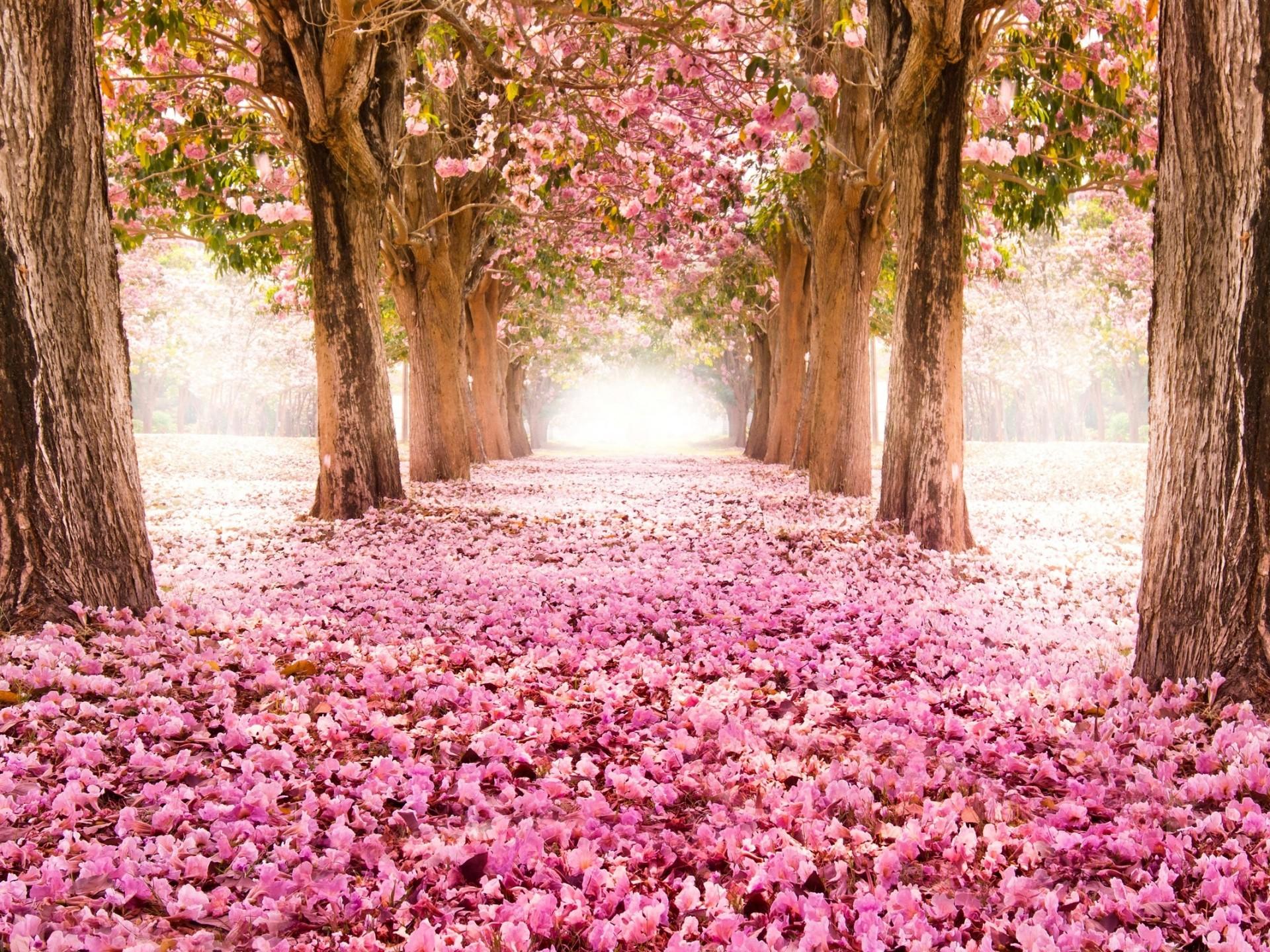 1920x1440 Pink Indus Flowers Path Trees Beautiful Scenery 2560x1600 :