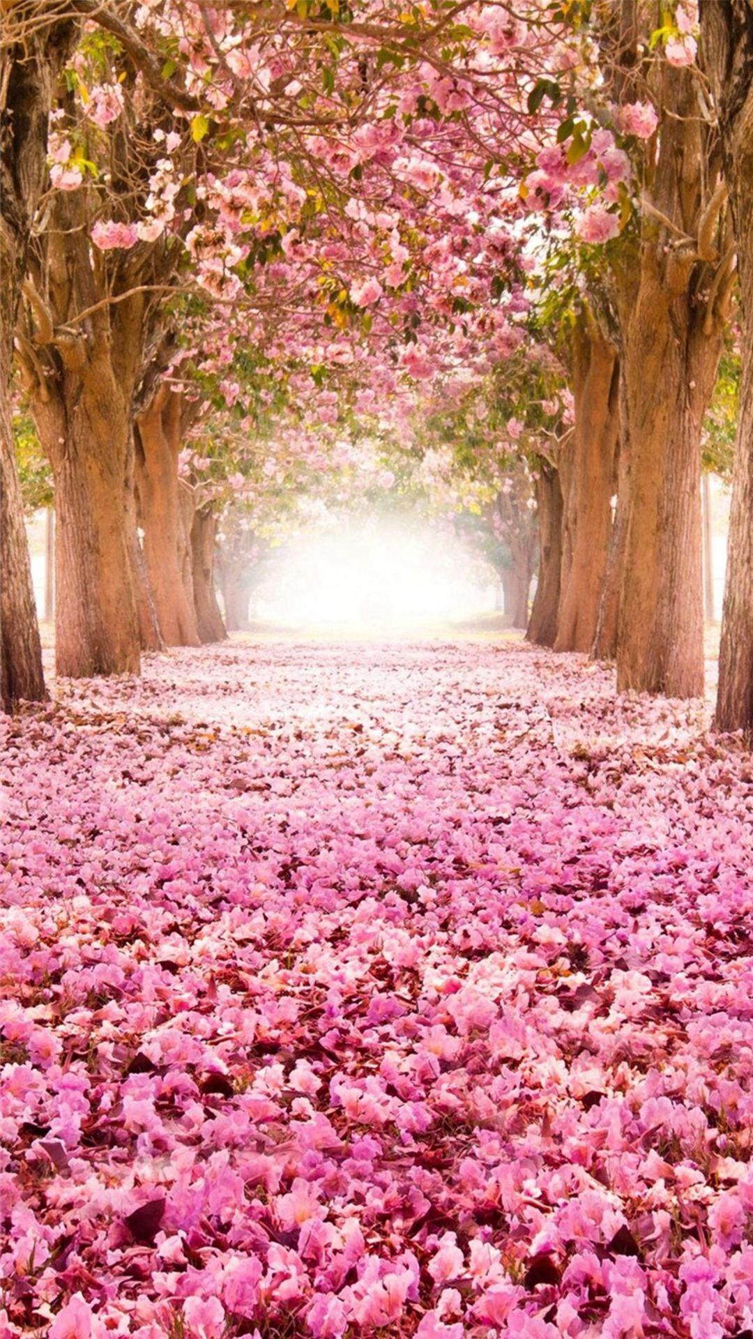 1080x1920 Dreamy Fantasy Bloomy Petal Path #iPhone #plus #wallpaper. Nature, Beautiful tree, Beautiful flowers