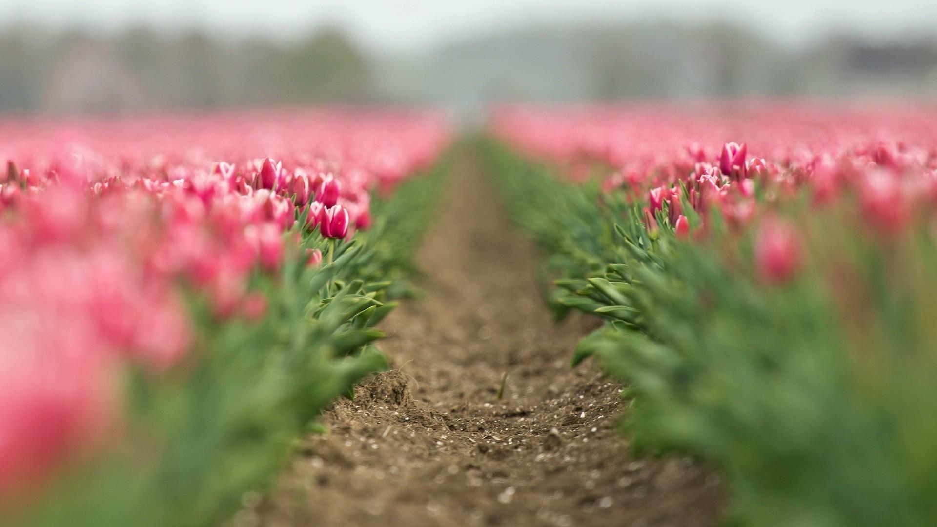 1920x1080 tilt Shift, Tulips, Flowers, Path Wallpaper HD / Desktop and Mobile Background