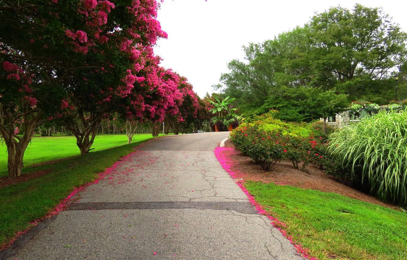 1332x850 Wallpaper road, trees, flowers, Park, spring, Nature, flowering, road, trees, park, flowers, spring, flowering image for desktop, section природа