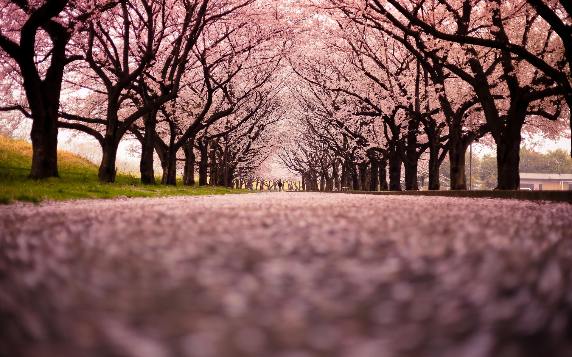 1920x1200 cherry, Blossom, Flowers, Tree, Path, Trail Wallpaper HD / Desktop and Mobile Background