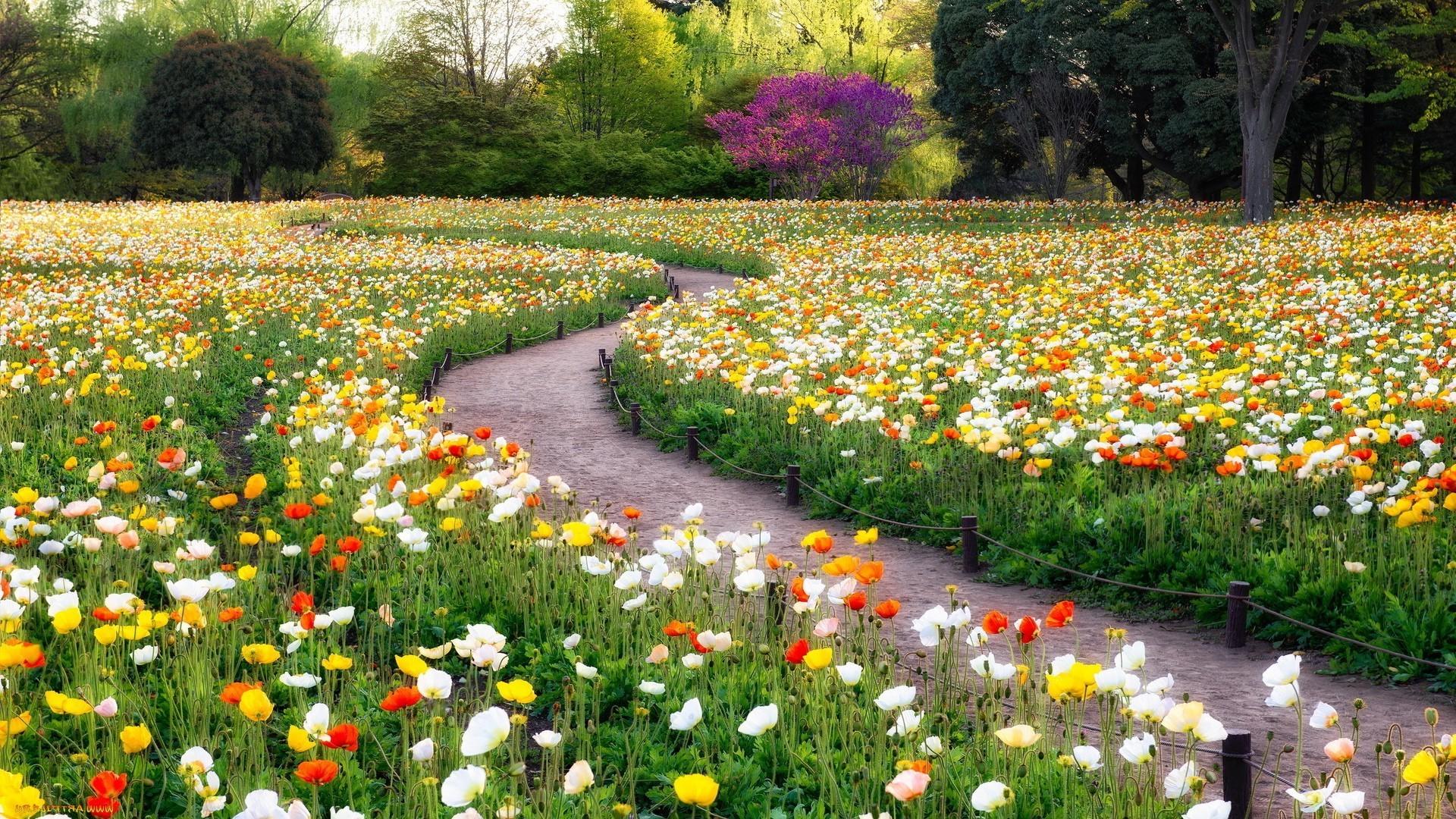 1920x1080 garden, Poppies, Flowers, Trees, Path Wallpaper HD / Desktop and Mobile Background