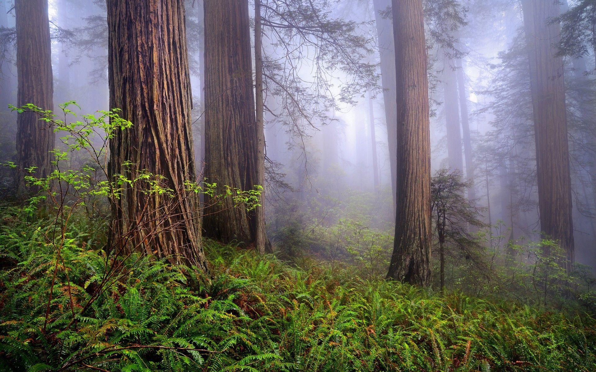 1920x1200 Trees: Spring Redwoods Nature California Forest Mist Morning Usa HD