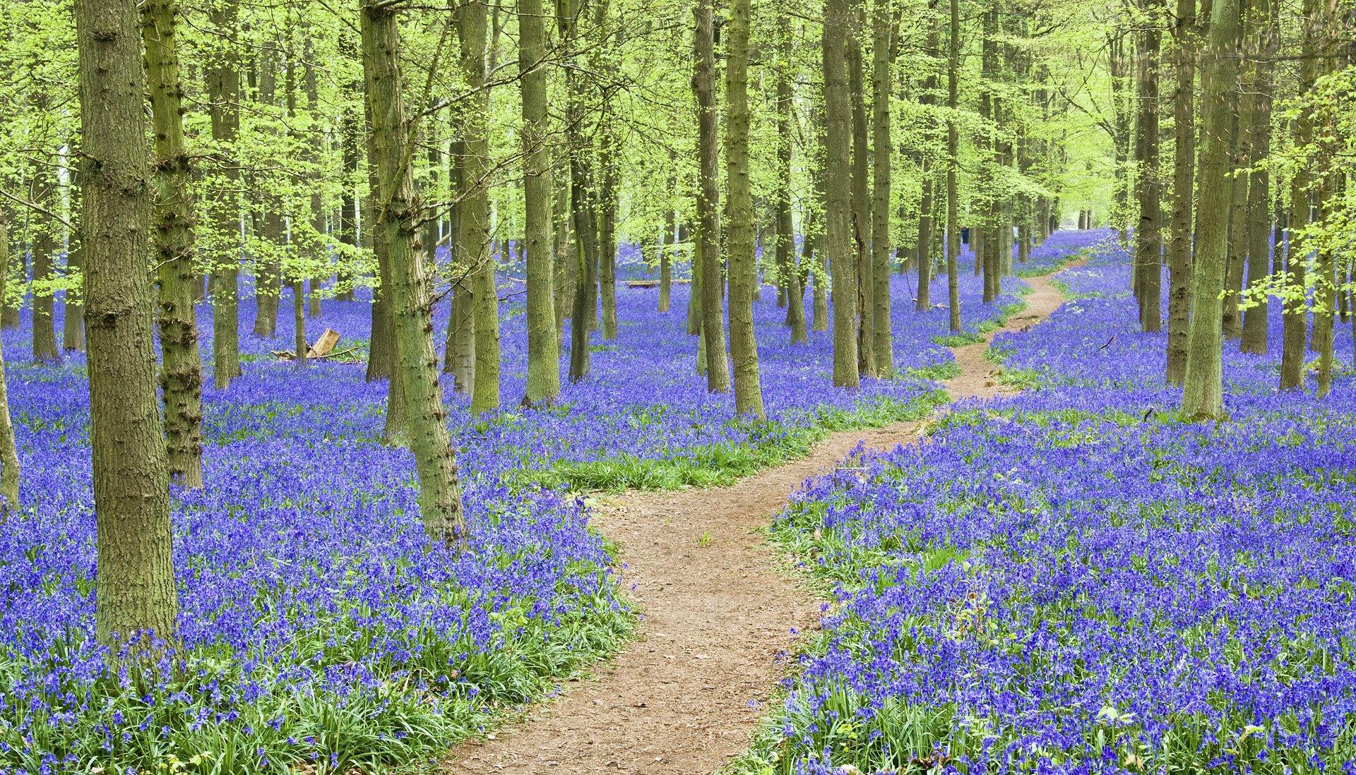 1920x1098 Path HD Wallpaper