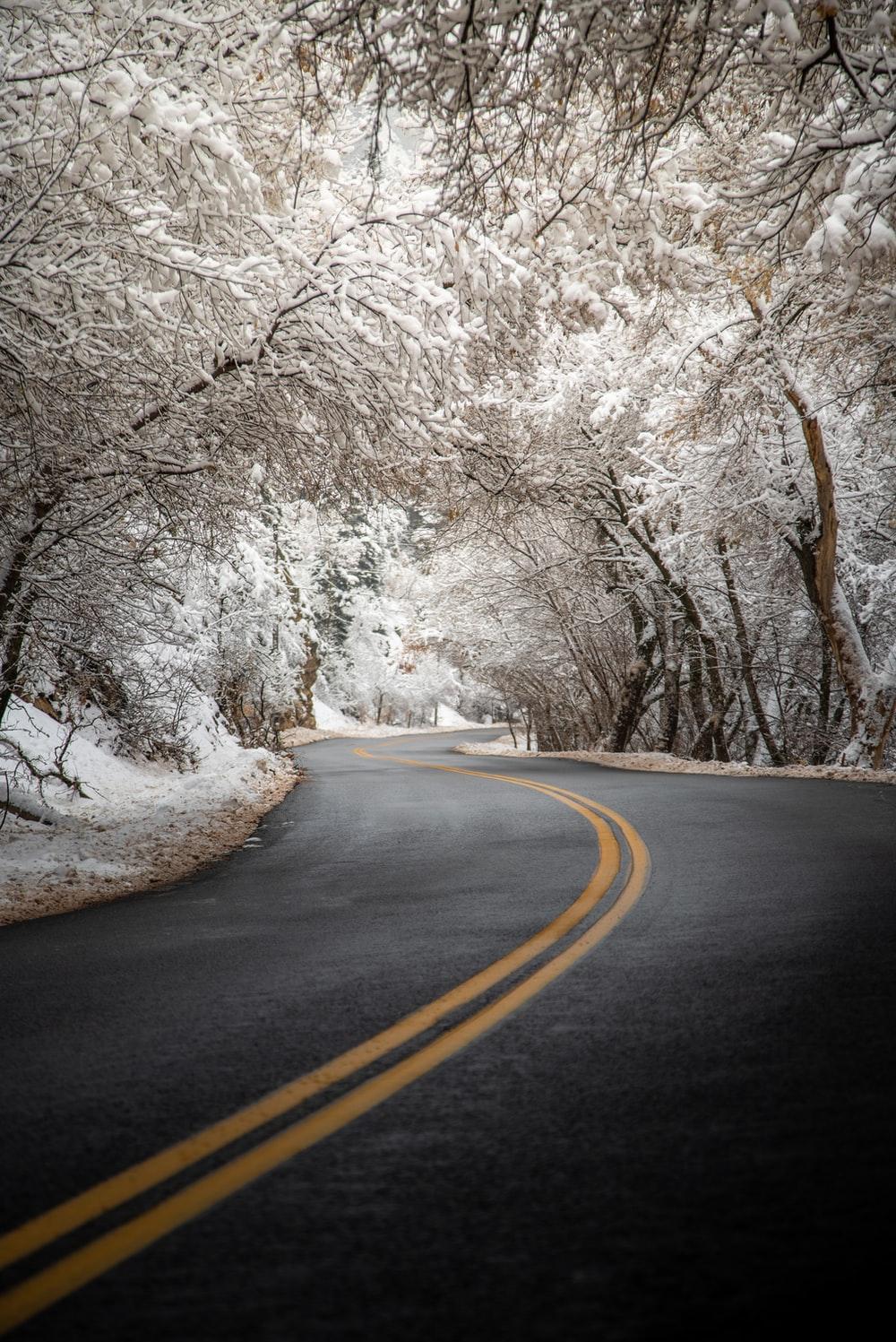 1000x1497 Flower Road Picture. Download Free Image