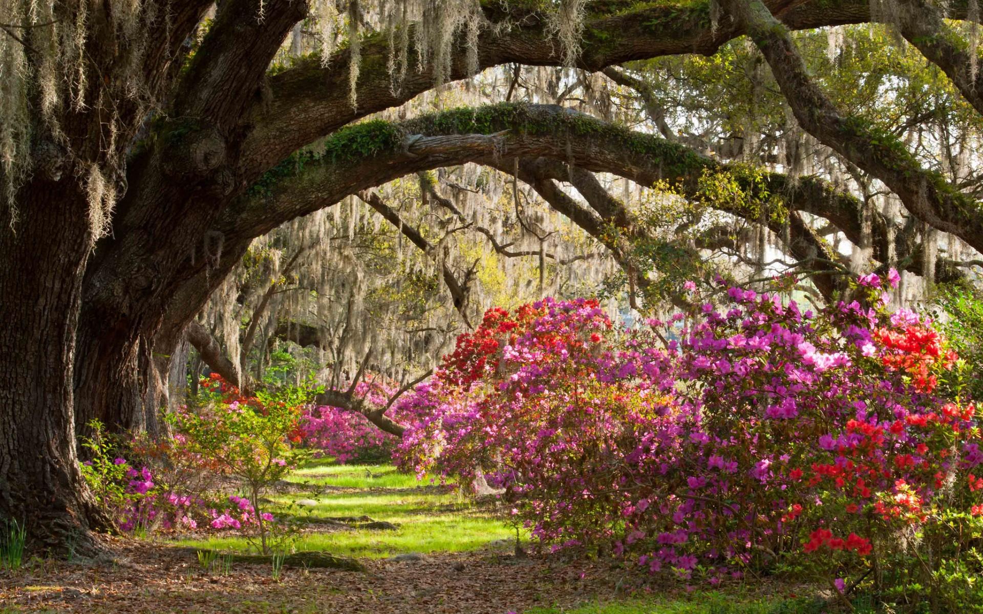 1920x1200 Darden path flowers park wallpaperx1200