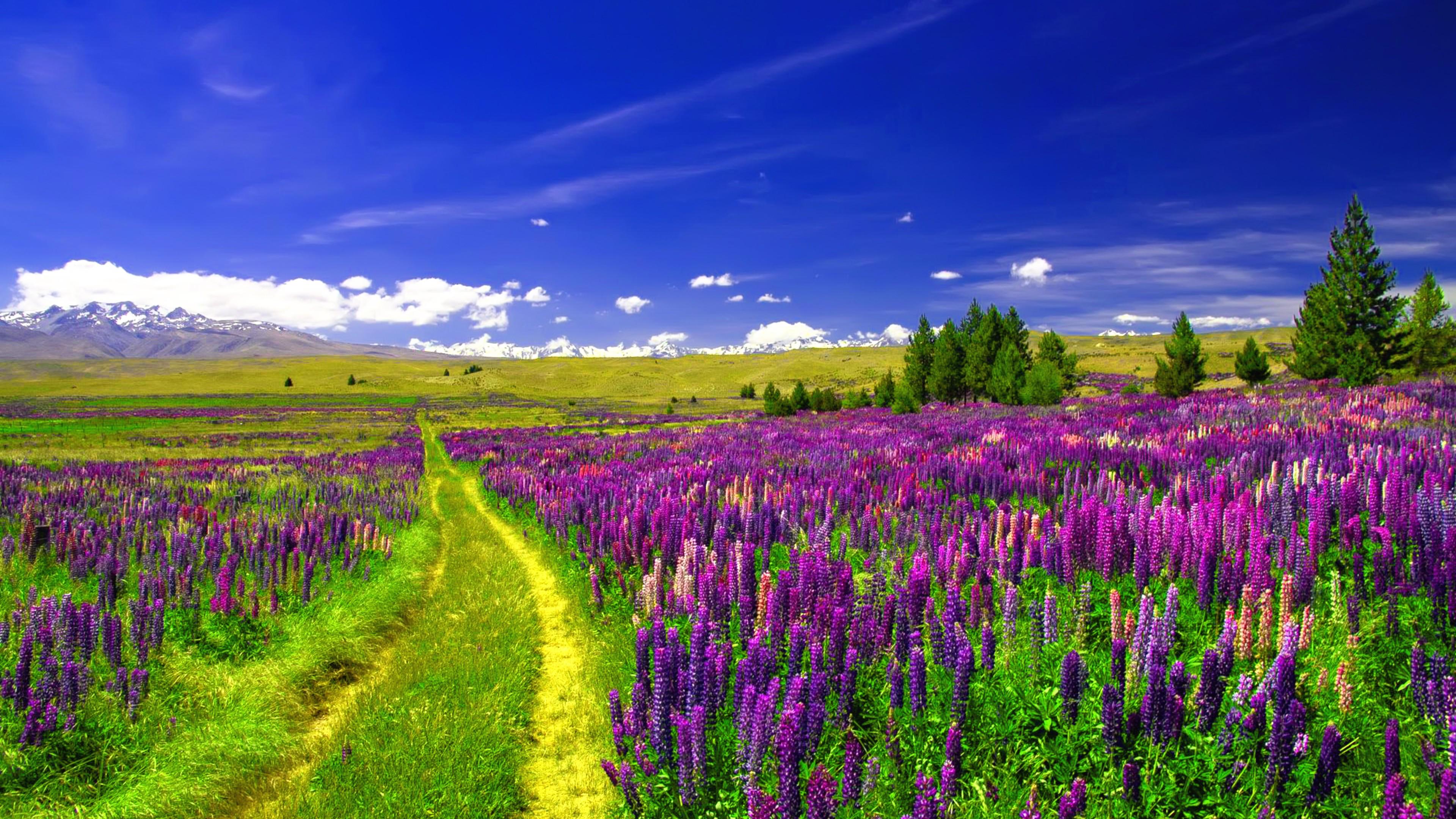 3840x2160 Meadow Of Purple Flowers Wallpaper