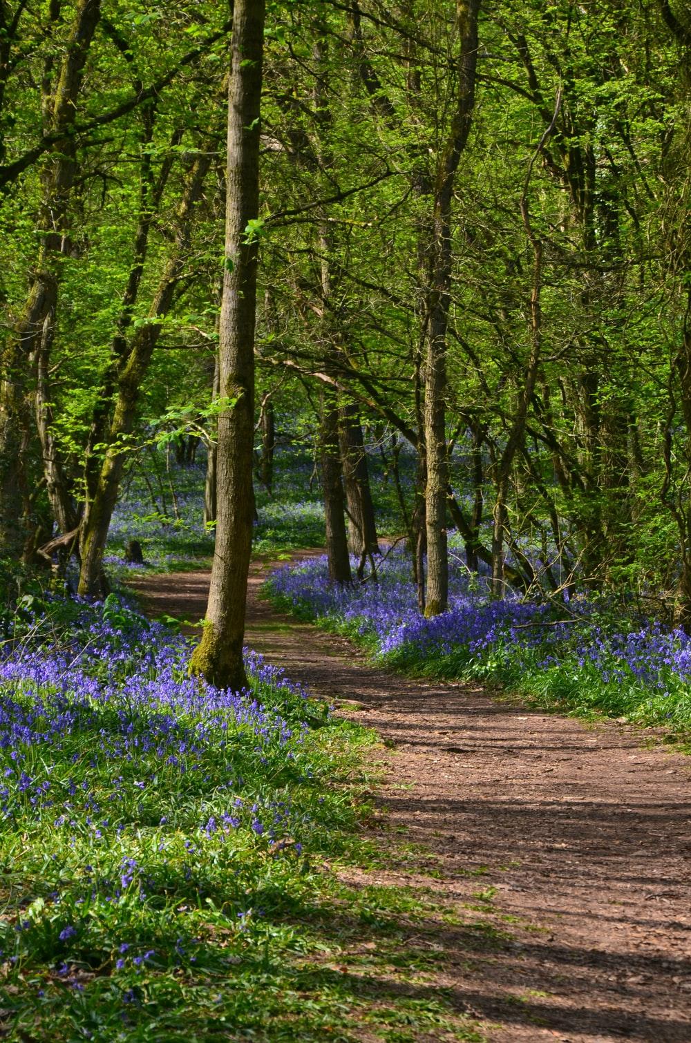 1000x1510 Flower Path Picture. Download Free Image