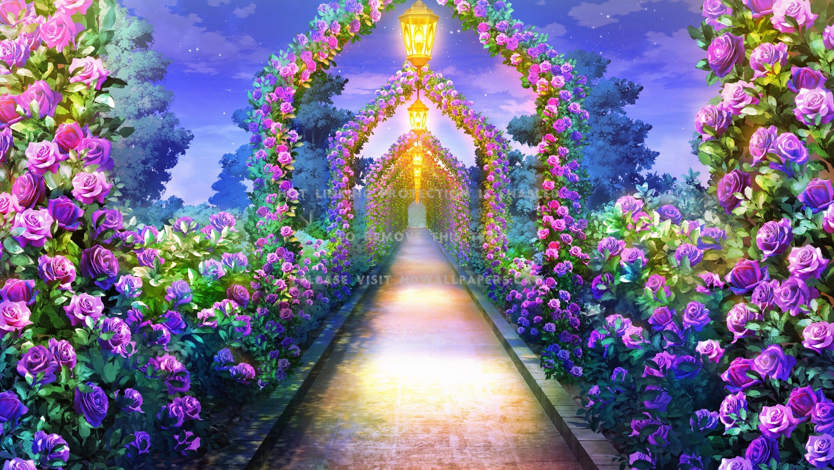 2670x1506 rose path lovely romantic plant nice floral