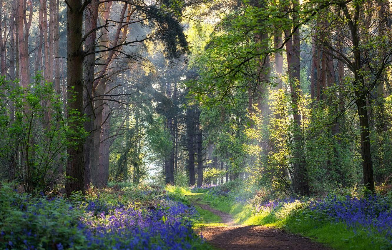 1332x850 Wallpaper forest, summer, flowers, path image for desktop, section природа