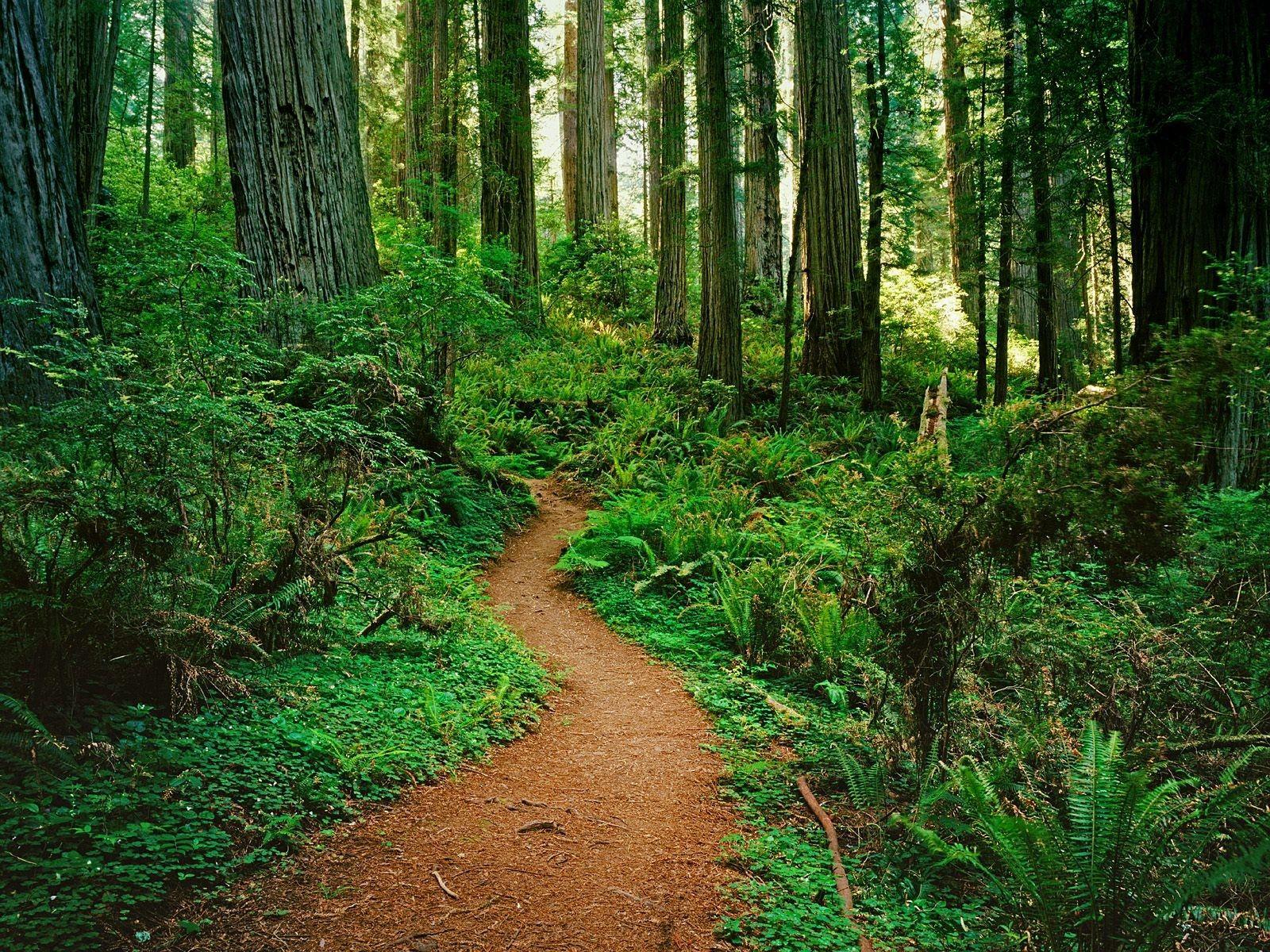 1600x1200 Forests: Untitled Redwood National Park California Forest Nature