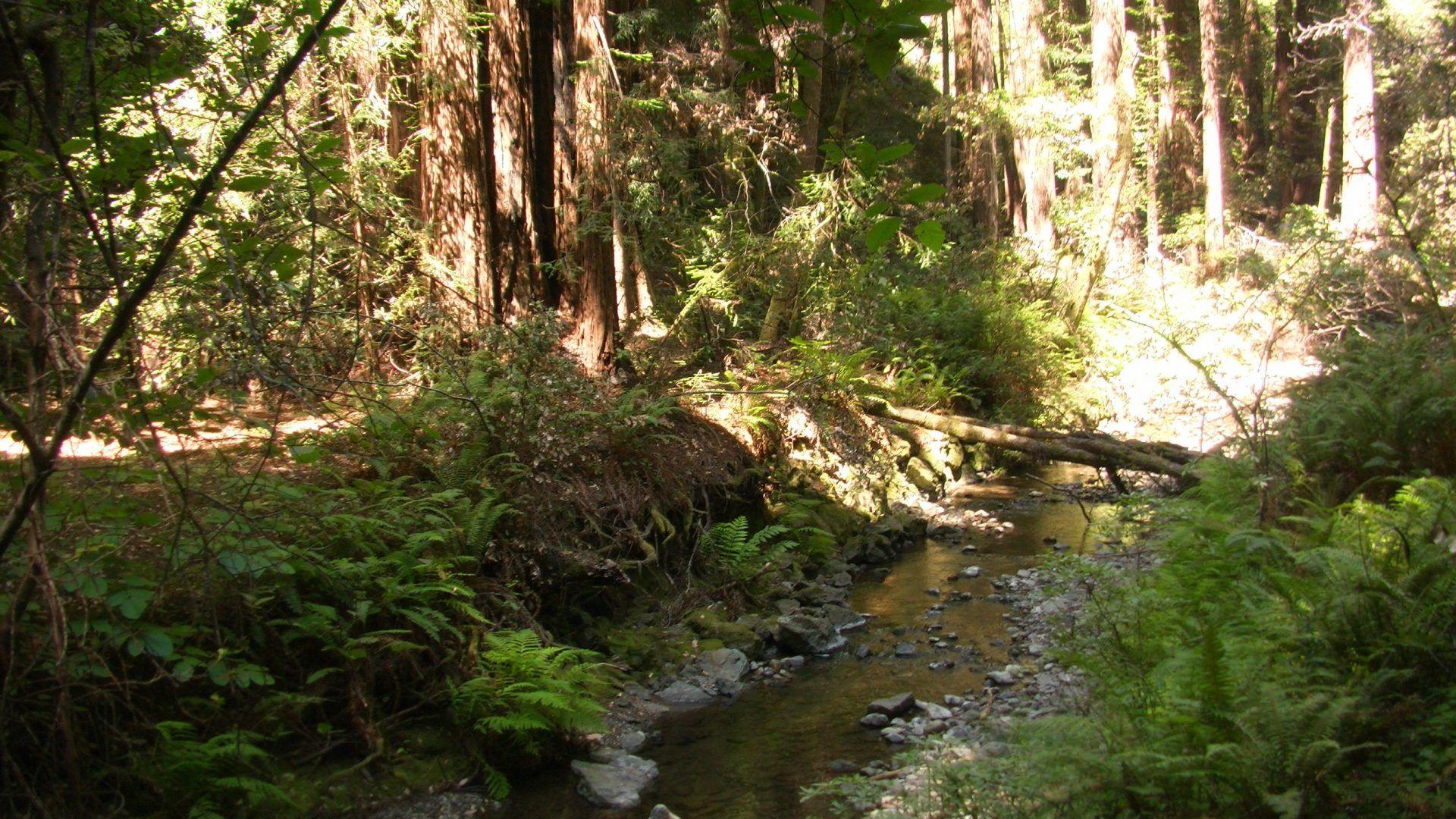 1920x1080 Planet Tag wallpaper: Trees Redwood Apes Fern Forest Creek