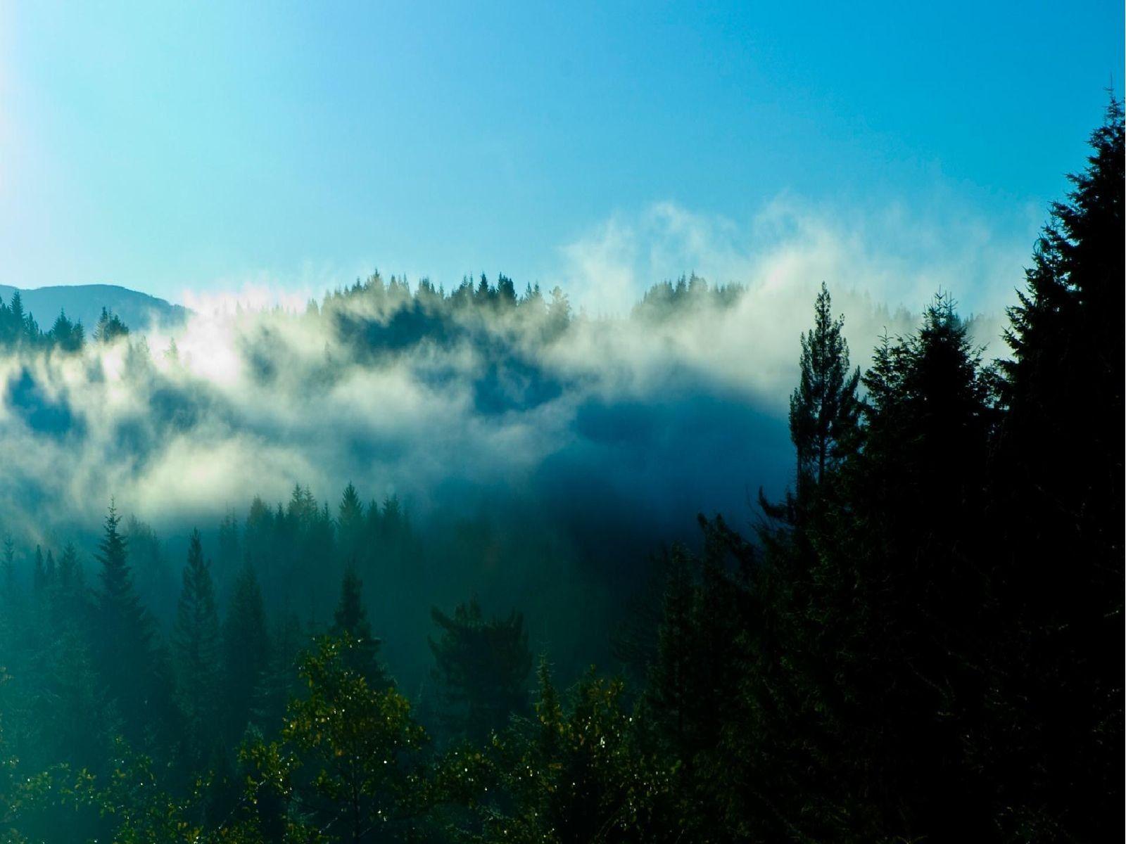 1600x1200 Other: National Clouds Fog Hugs Redwoods Coastal Redwood Park