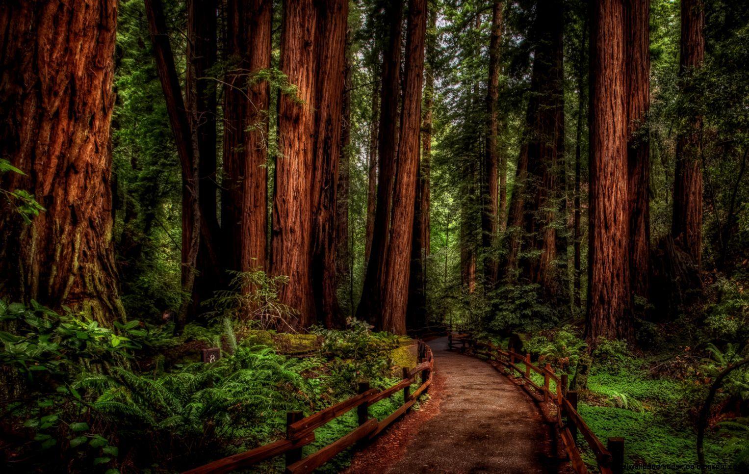 1527x966 Muir Woods Wallpaper HD. All Wallpaper Desktop