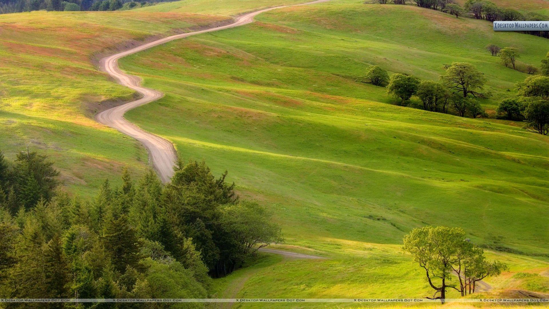 1920x1080 Bald Hills Road, Redwood National Park, California Wallpaper