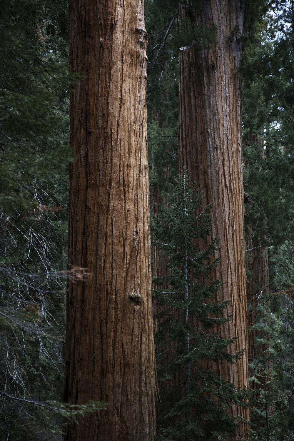 1000x1500 Sequoia National Park Picture. Download Free Image