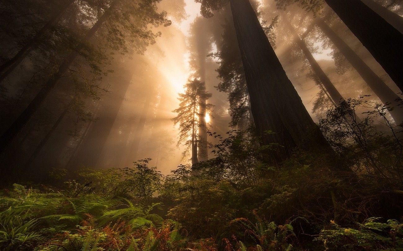 1300x812 nature, Landscape, Sunrise, Redwood, Sun Rays, Forest, Trees, Mist