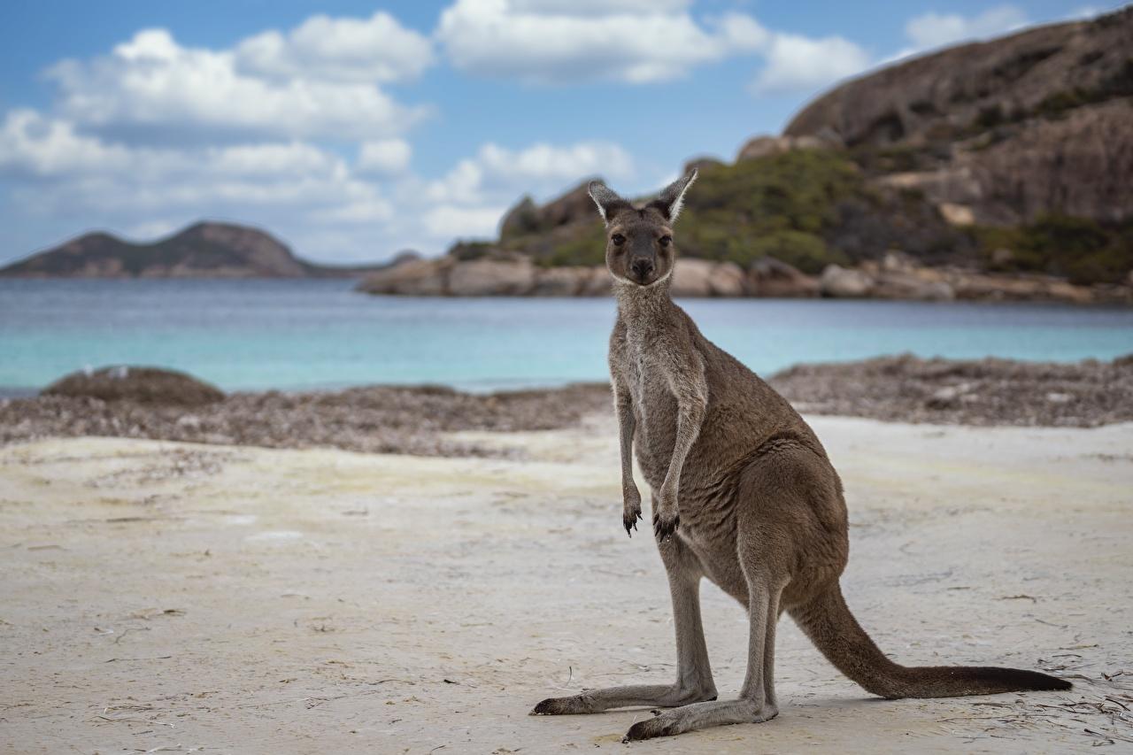 1280x853 Wallpaper Western Australia, Cape Le Grand National Park, Kangaroo