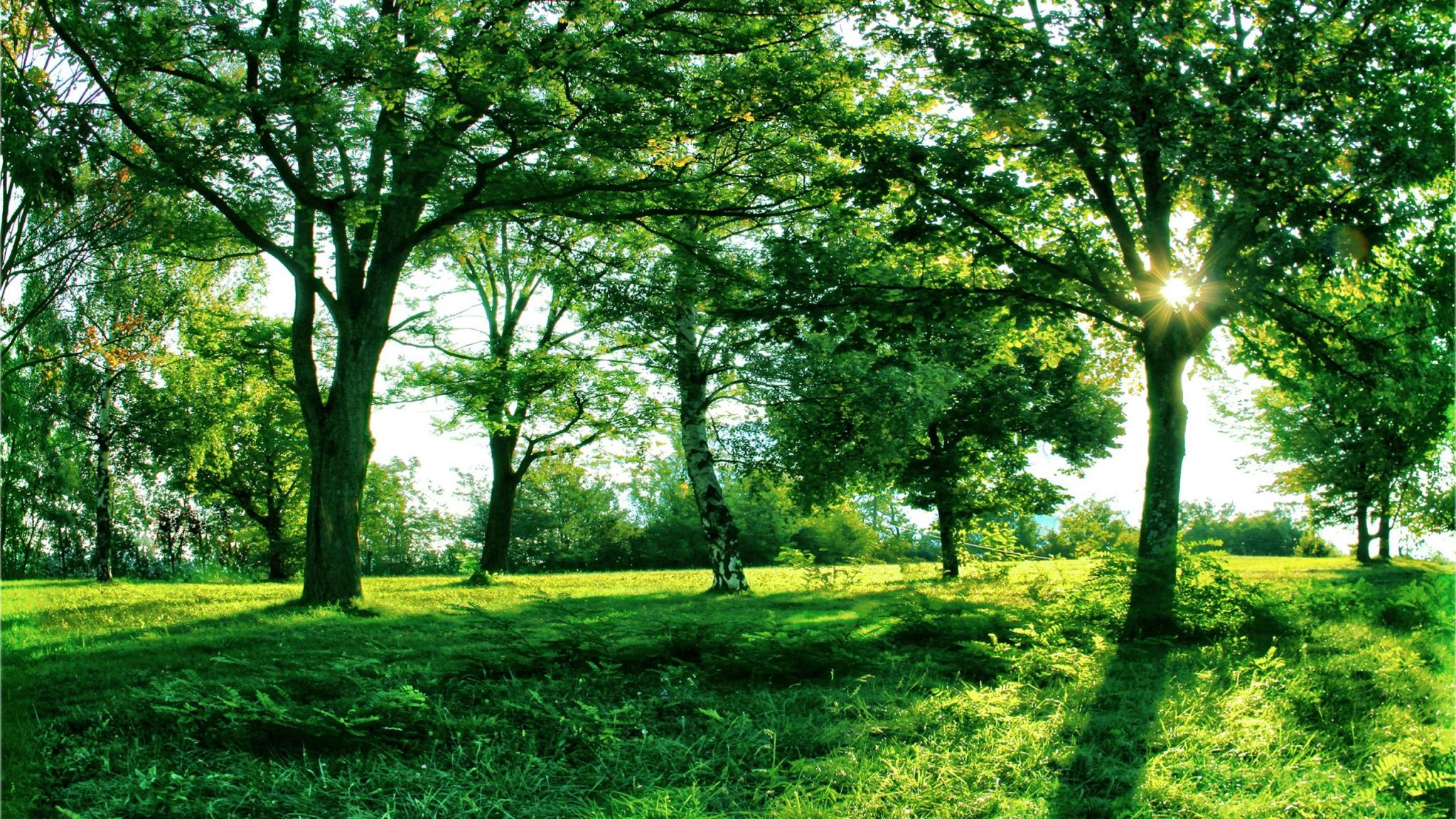 2048x1152 Download Wallpaper 2048x1152 Sun, Light, Trees, Branches, Shadows