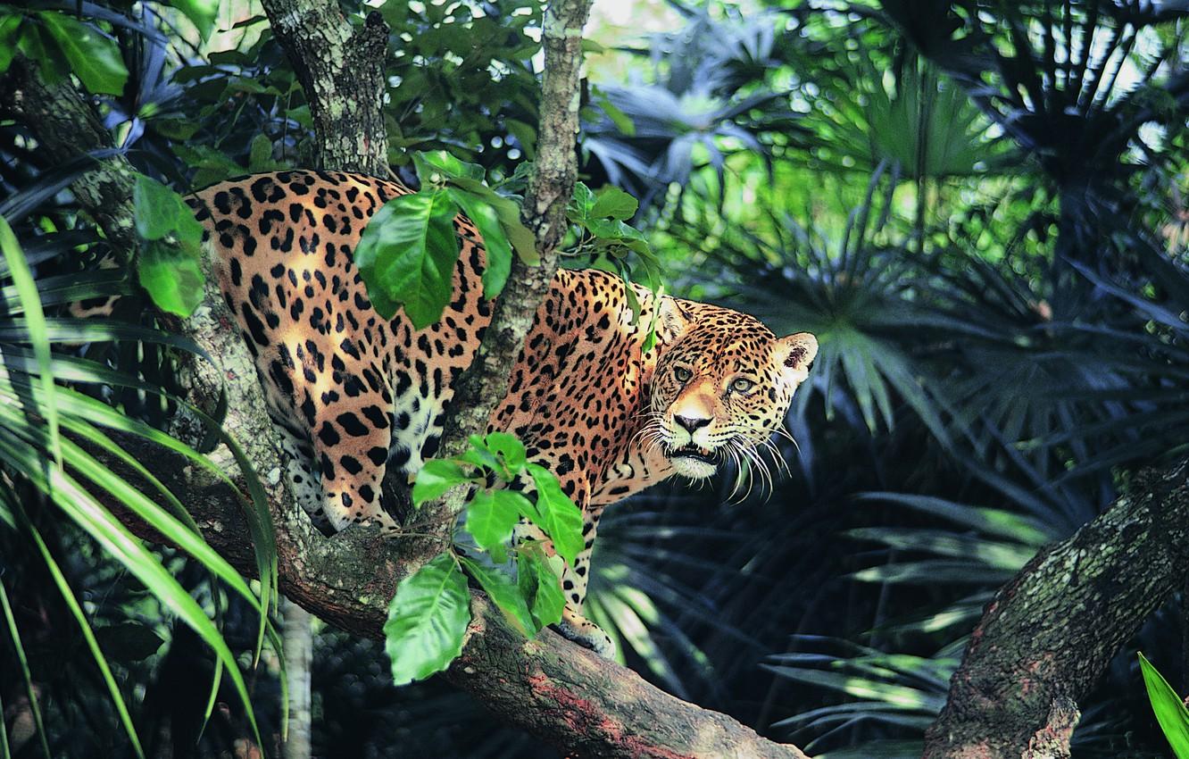 1332x850 Wallpaper look, jungle, Jaguar, sunlight image for desktop, section кошки