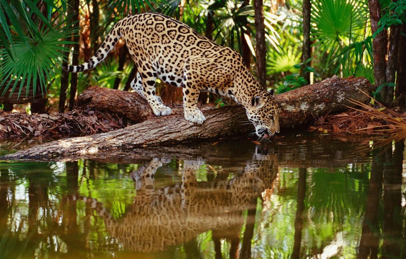 1332x850 Wallpaper jungle, jaguar, water, wildlife image for desktop, section кошки