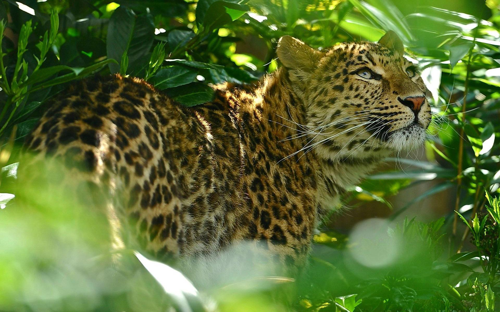 1920x1200 Jaguar In The Jungle Animal Hd Wallpaper 1920x1200 14606 (1). Blue Cloud Design