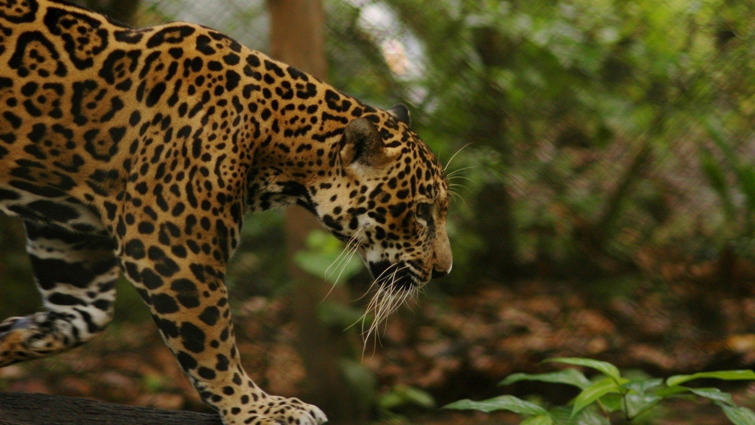 2560x1440 jungle, Animals, Feline, Jaguars Wallpaper HD / Desktop and Mobile Background