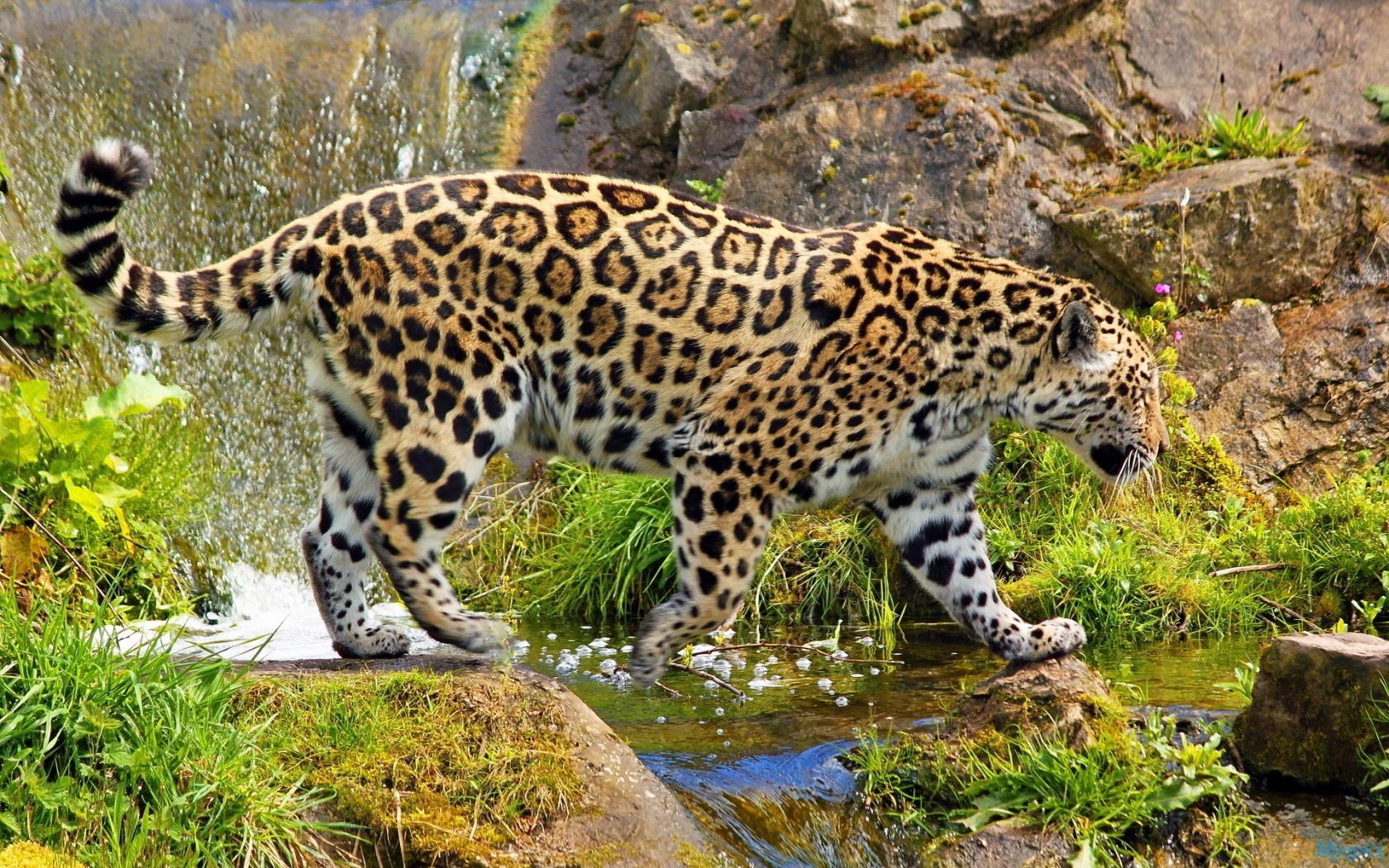 1680x1050 Jaguar In Audio Jungle