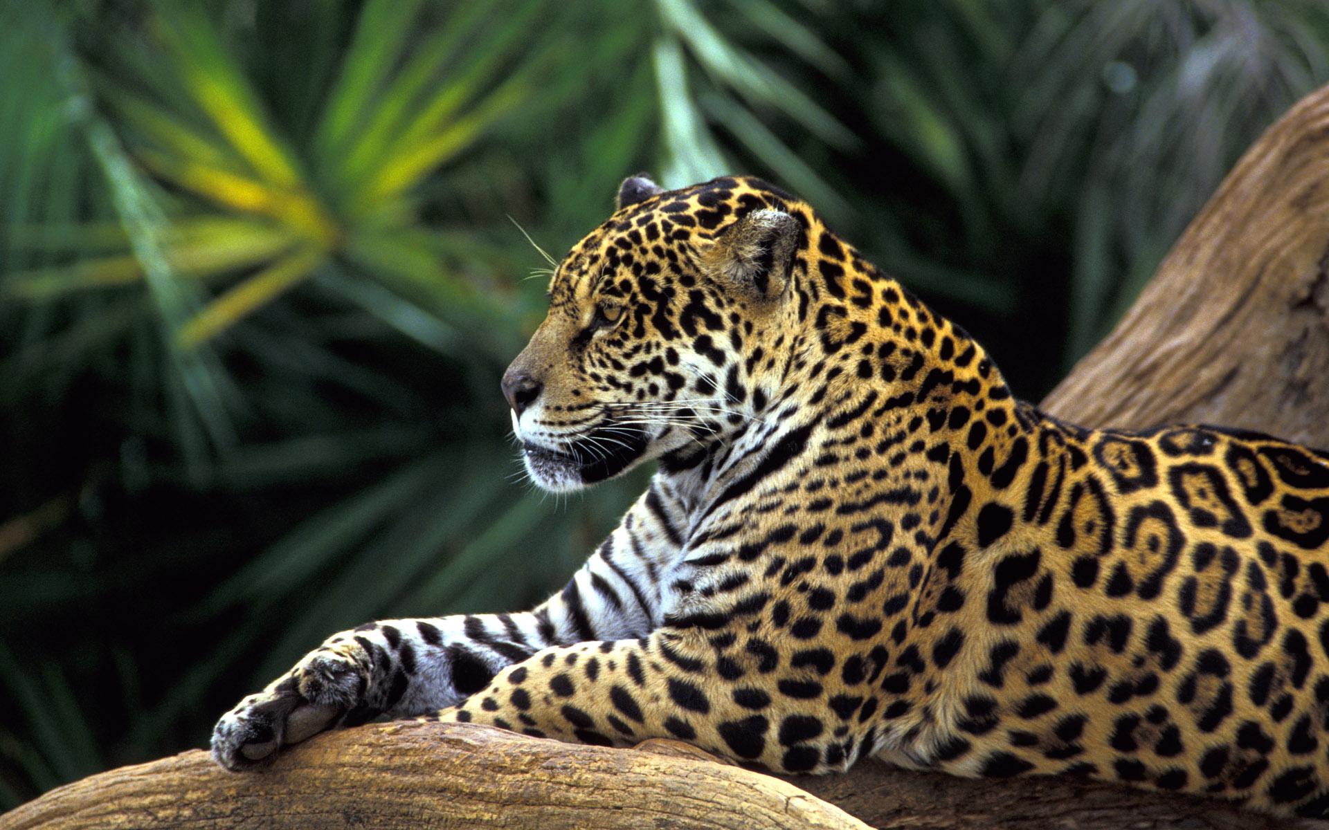 1920x1200 Amazon Rain Forest, Colombia. Rainforest animals, Amazon rainforest animals, Jaguar animal