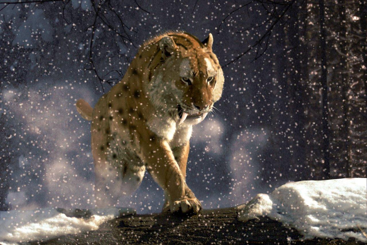 1280x853 Saber Tooth Tiger Wallpaper