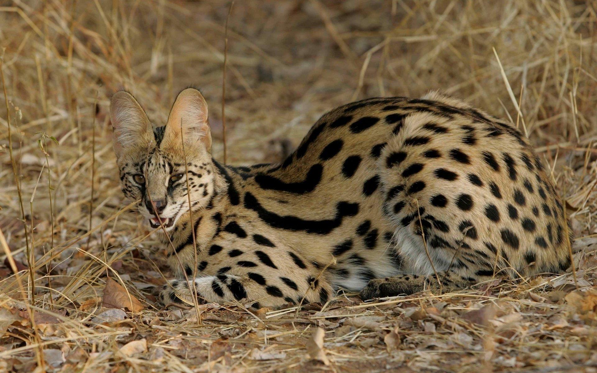 1920x1200 Serval HD Wallpaper and Background Image