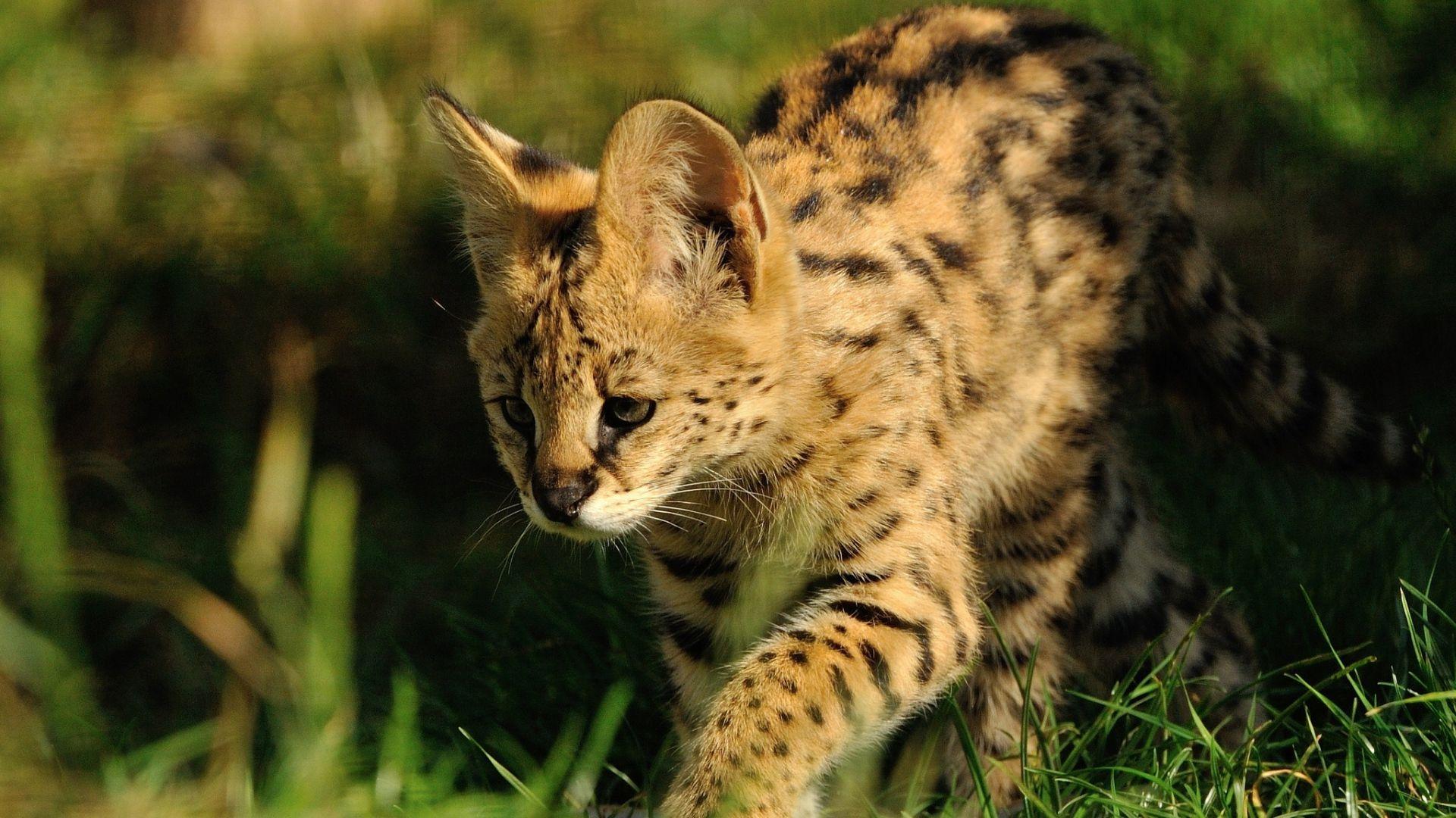 1920x1080 Download Wallpaper 1920x1080 serval, predator, grass, color Full HD 1080p HD Background. Serval kitten, Serval, Leopard wallpaper