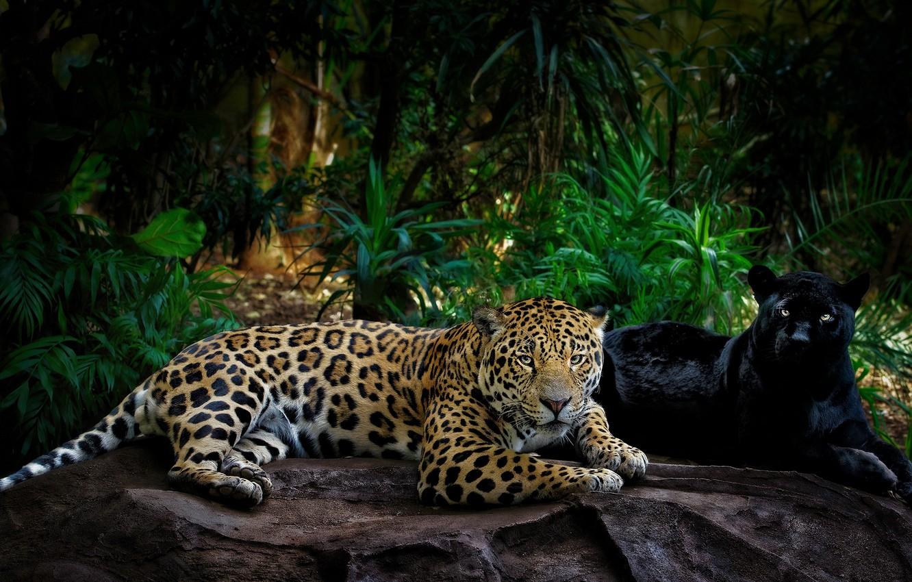 1332x850 Wallpaper greens, look, leaves, light, pose, the dark background, stones, palm trees, thickets, two, paws, Panther, jungle, pair, Jaguar, wild cats image for desktop, section кошки